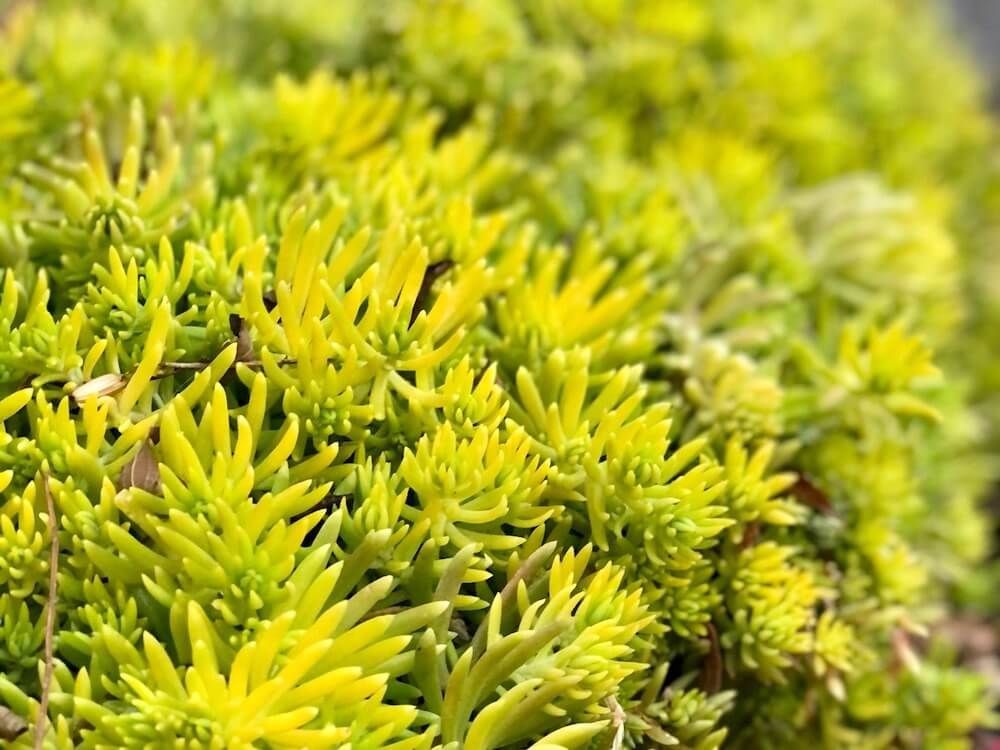 メキシコマンネングサ　セダム　多肉植物　黄色い花