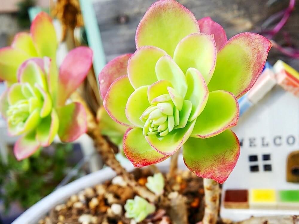 薄化粧　セダム　多肉植物　紅葉