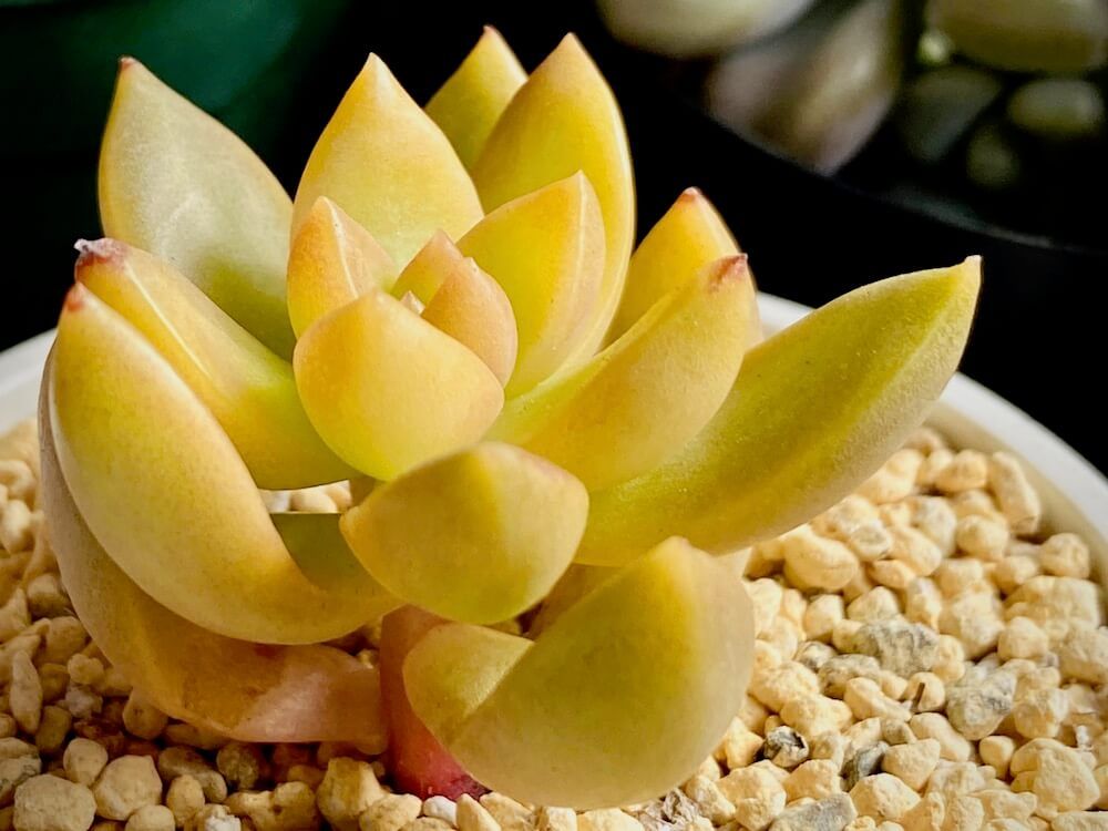 黄麗　月の王子　セダム　多肉植物