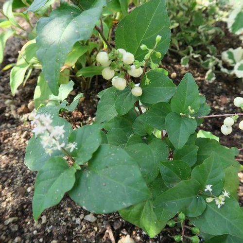 ジュズサンゴのセンスある活用事例3選 Greensnap グリーンスナップ