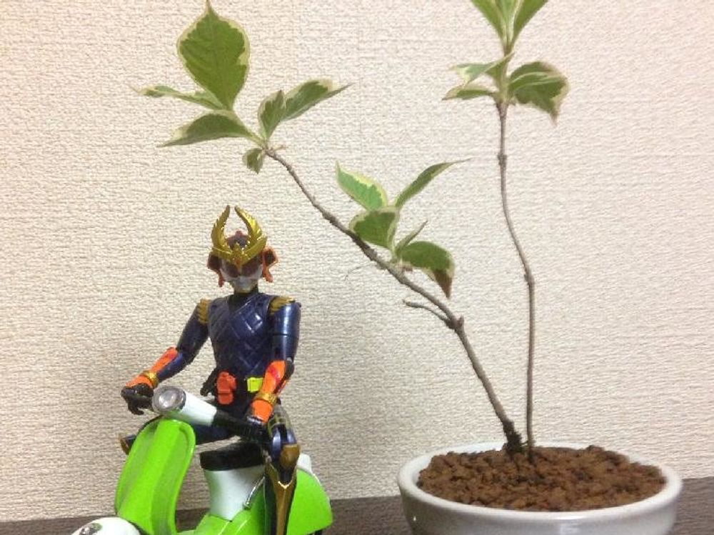 ウツギ(空木)