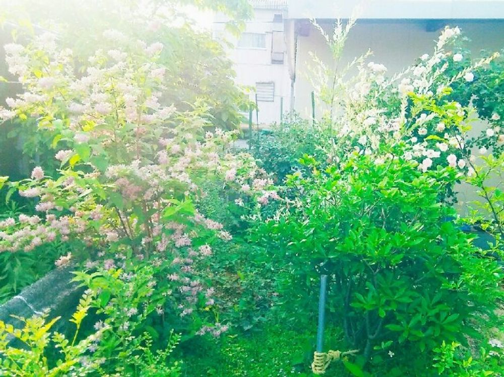 ウツギ(空木)