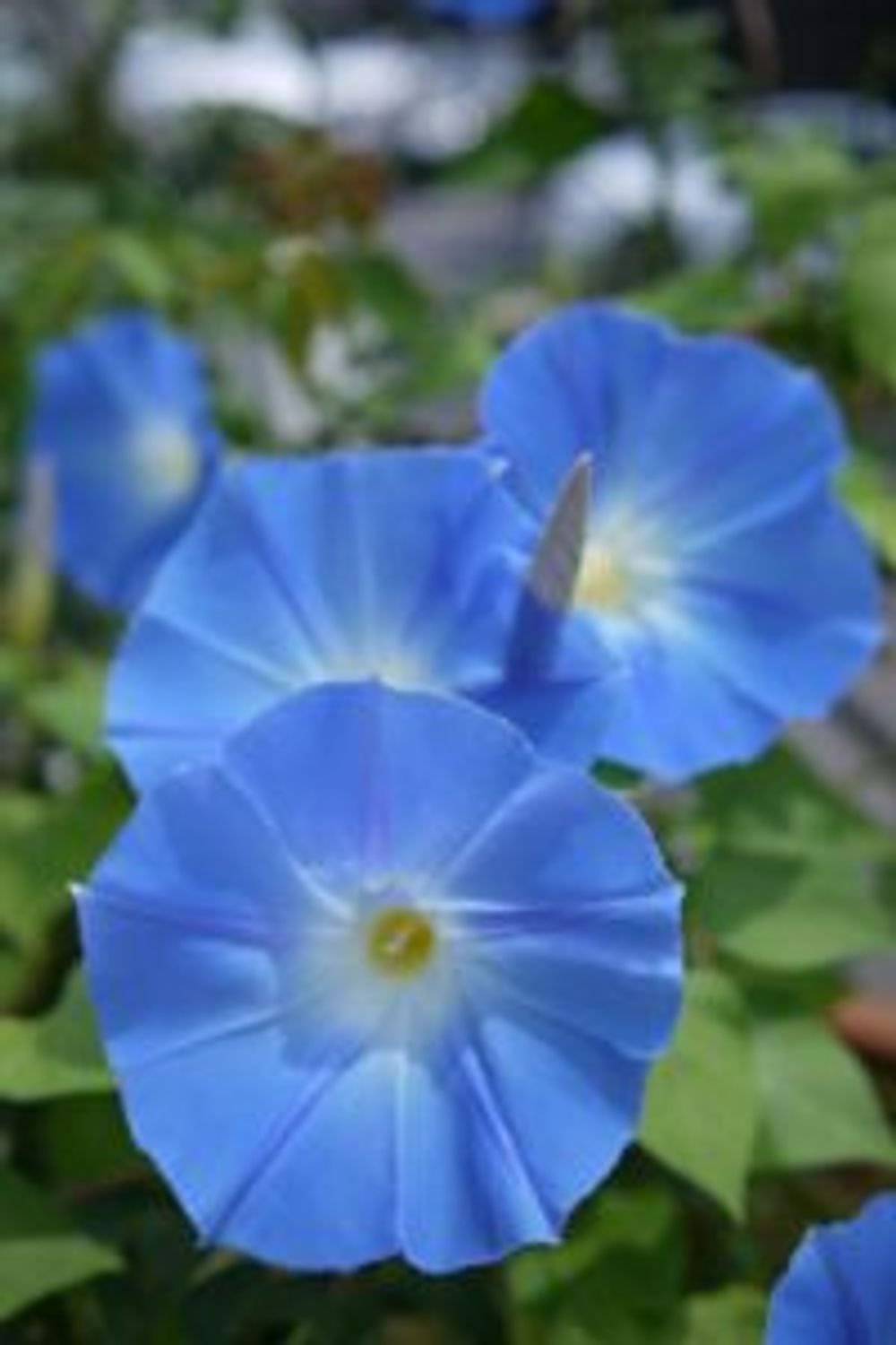 Photo by mememoさん