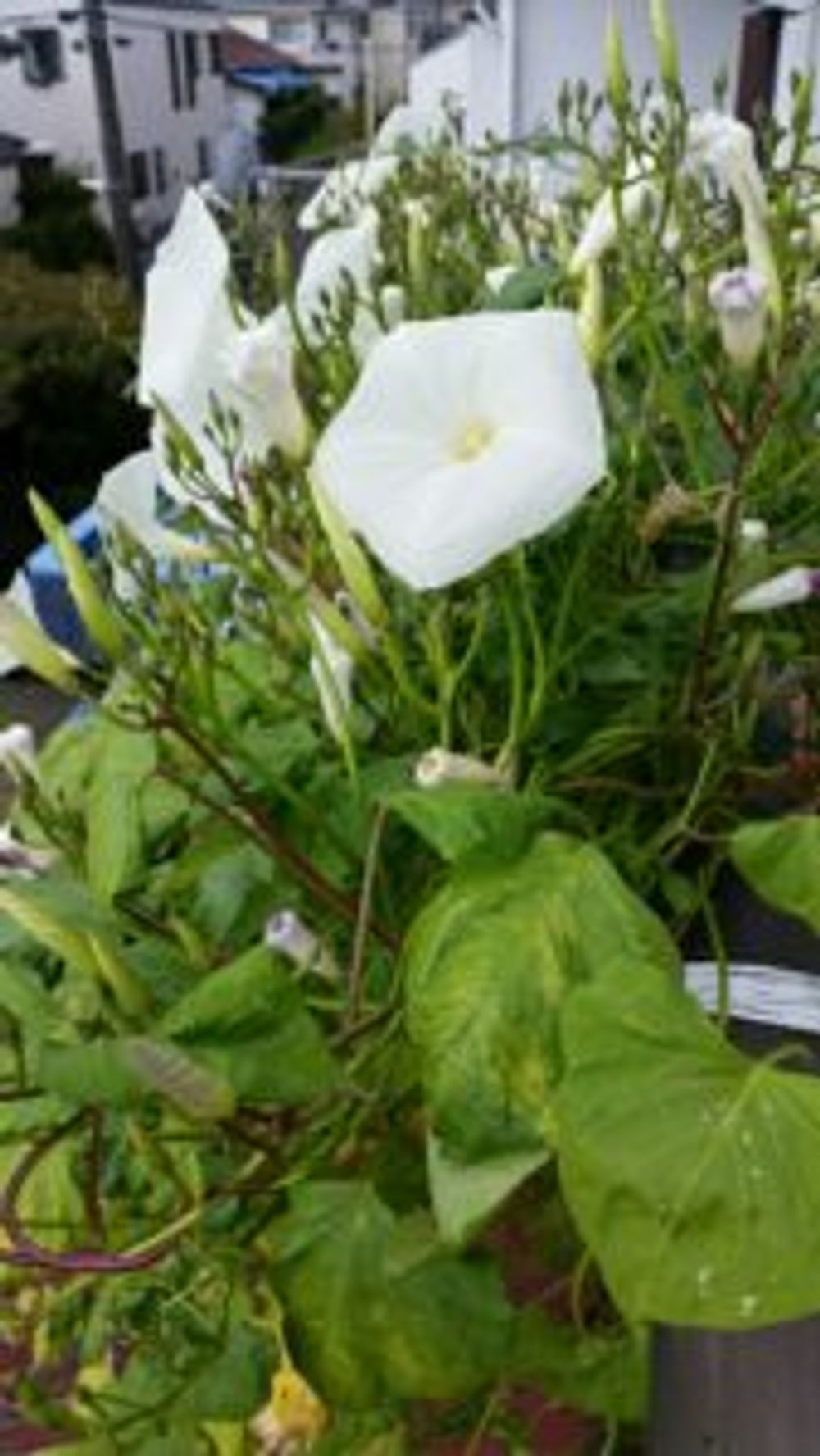 Photo by しょーたさん