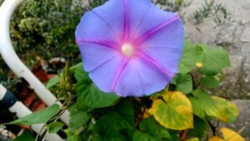 Photo by あゆむさん