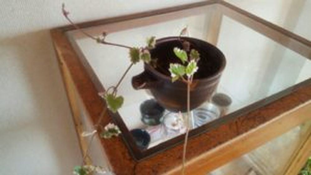 Photo by おかんさん