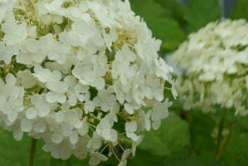 Photo by あかずきんちゃんさん