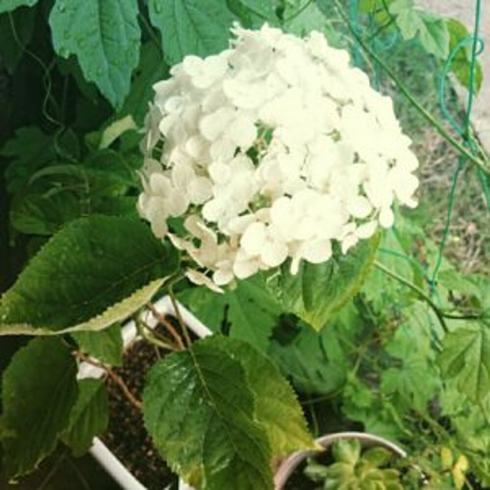 Photo by みずまさん