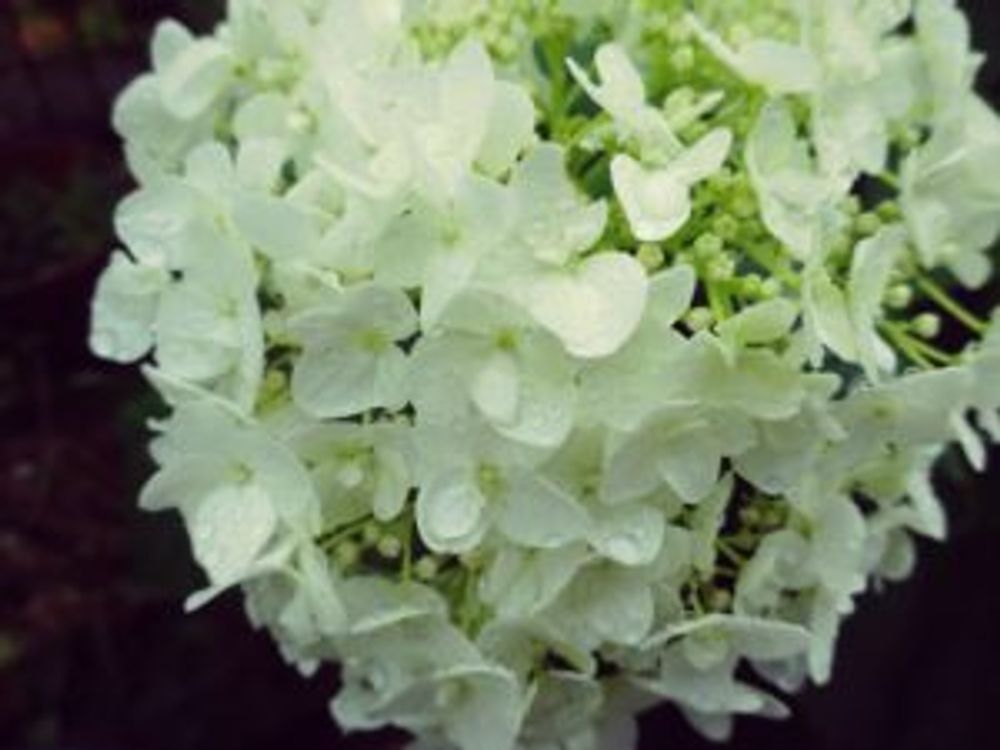 Photo by きらまるさん