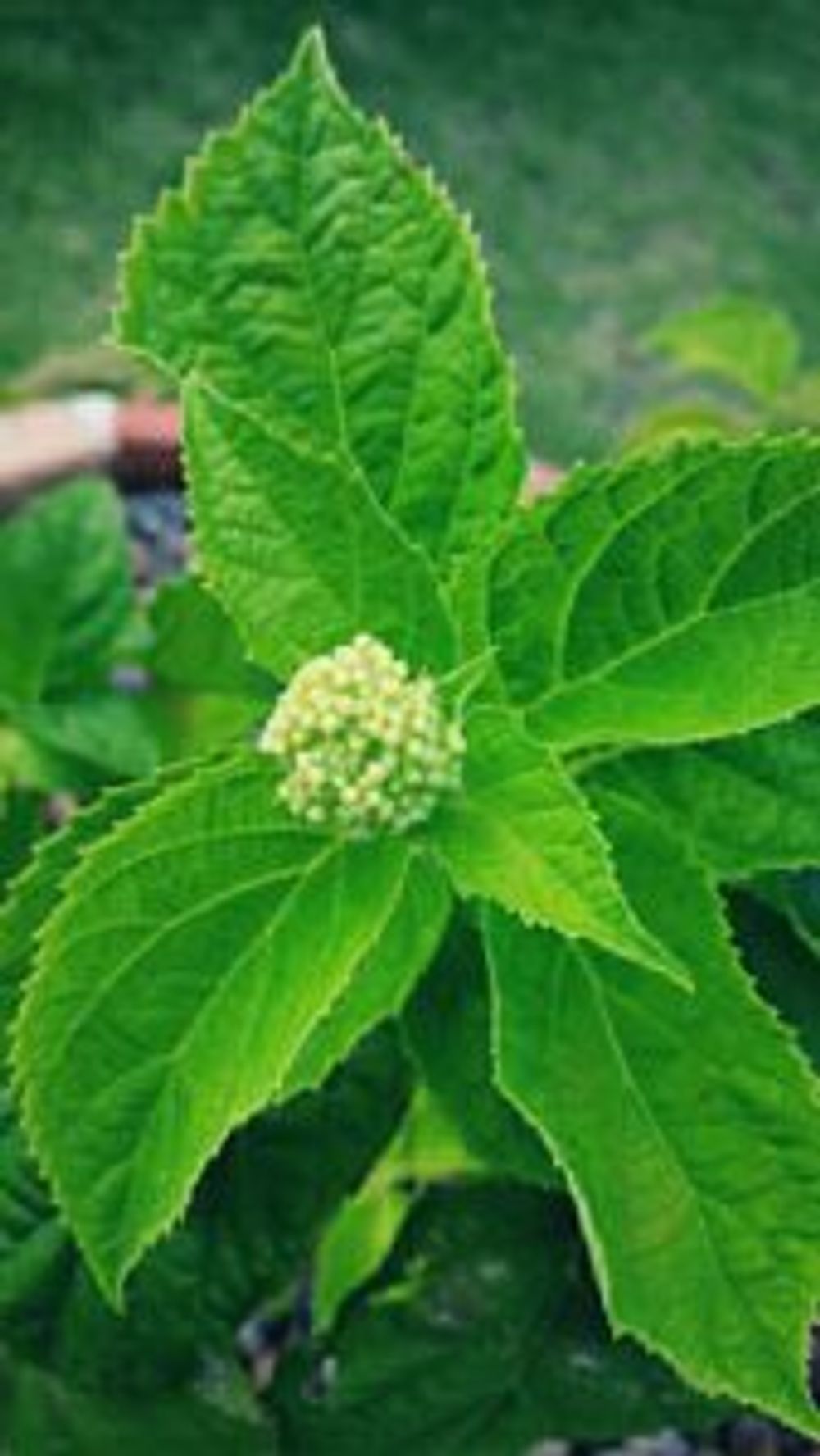 Photo by chocolatさん