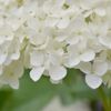 アジサイ・アナベルの水やり〜キレイに花を咲かせるには？〜の画像