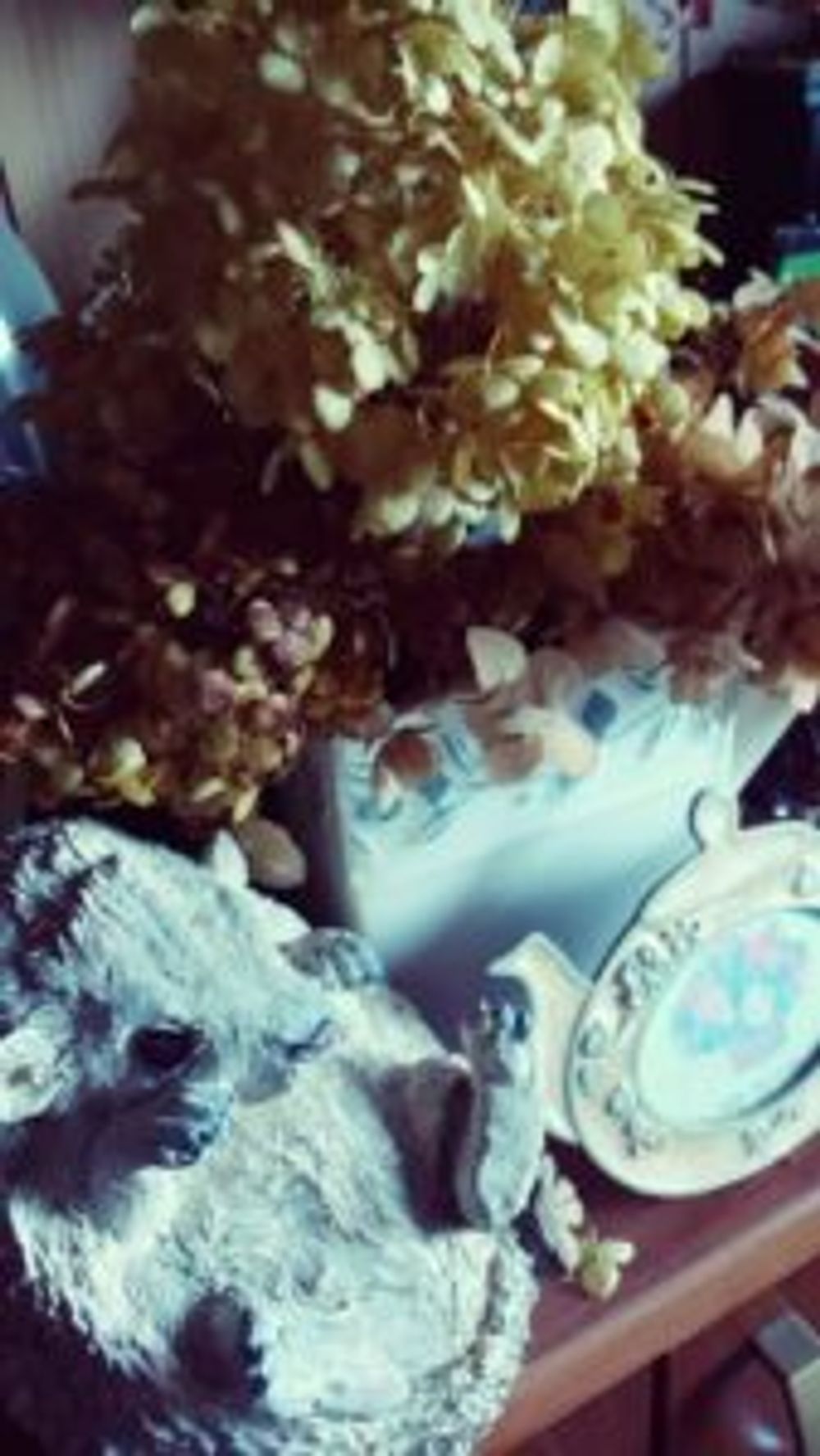 Photo by LADYBIRDさん