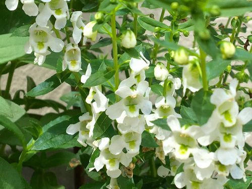 アンゲロニアの育て方 種まきの時期や切り戻しの方法は Greensnap グリーンスナップ アンゲロニアの育て方 種まきの時期や切り戻しの方法は Greensnap グリーンスナップ