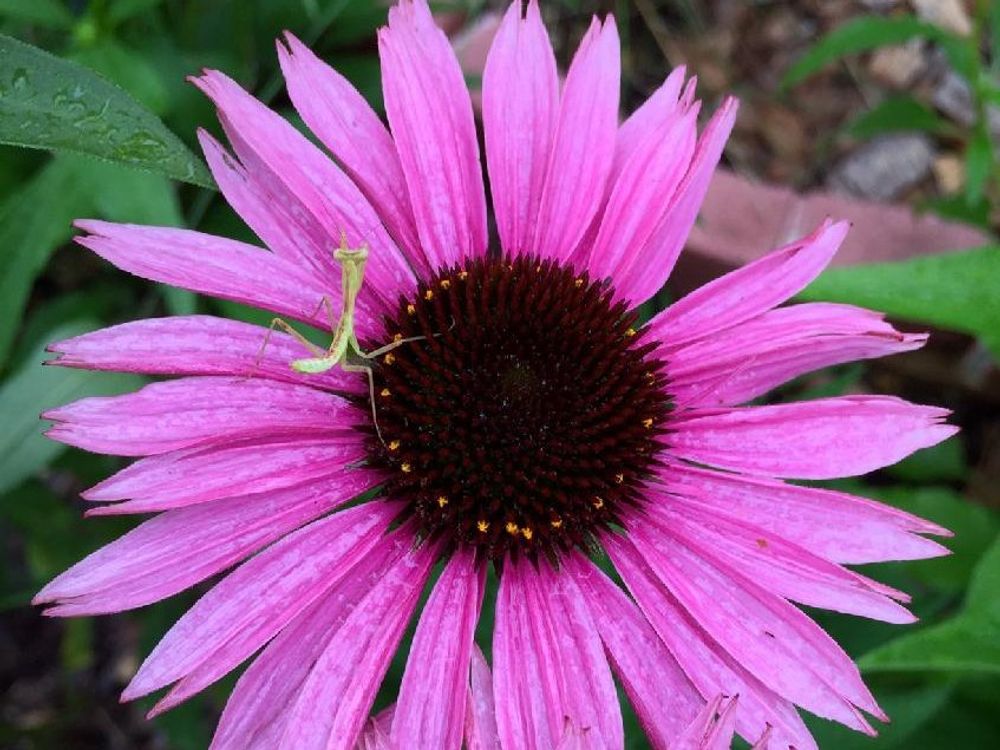 エリゲロン ピンク色の花　カマキリ