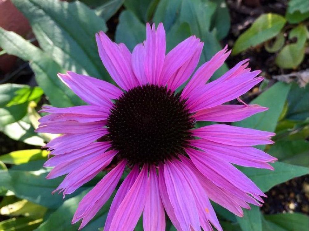 エリゲロン　ピンク色の花