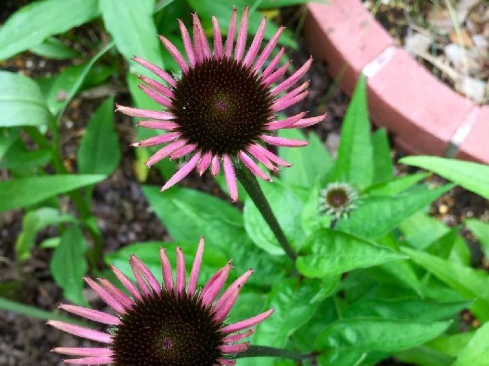 エリゲロン　地植え　ピンク色の花