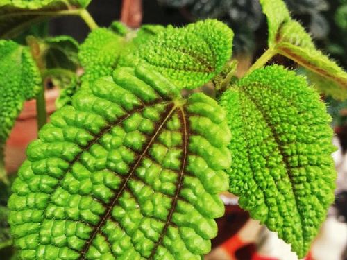 ピレアの育て方 日当たりや水やり加減 増やし方は Greensnap グリーンスナップ ピレアの育て方 日当たりや水やり加減 増やし方は Greensnap グリーンスナップ