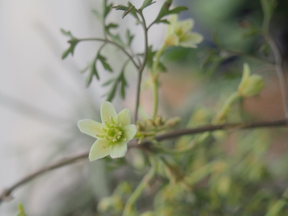 Photo by chippiさん