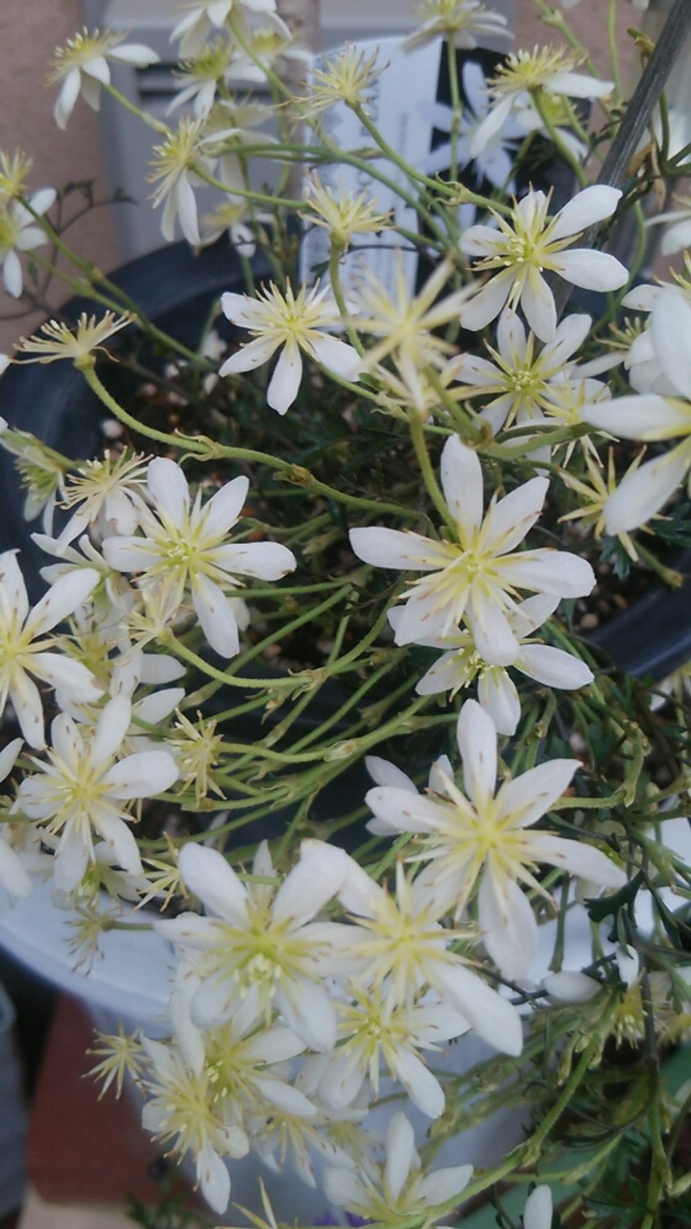 Photo by こっこさん