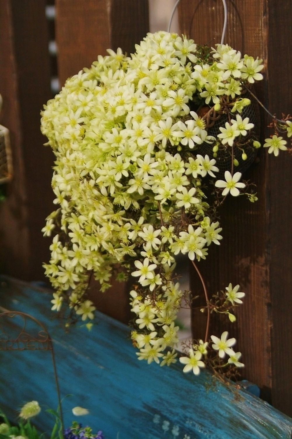 Photo by haiziさん