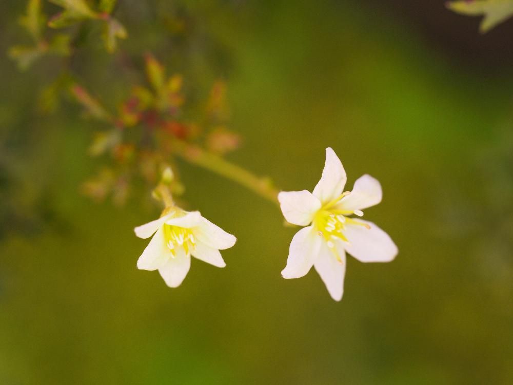 Photo by chippiさん