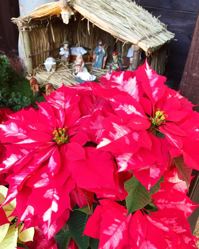 棚に飾っておしゃれに見せるポインセチアをご紹介 Greensnap グリーンスナップ