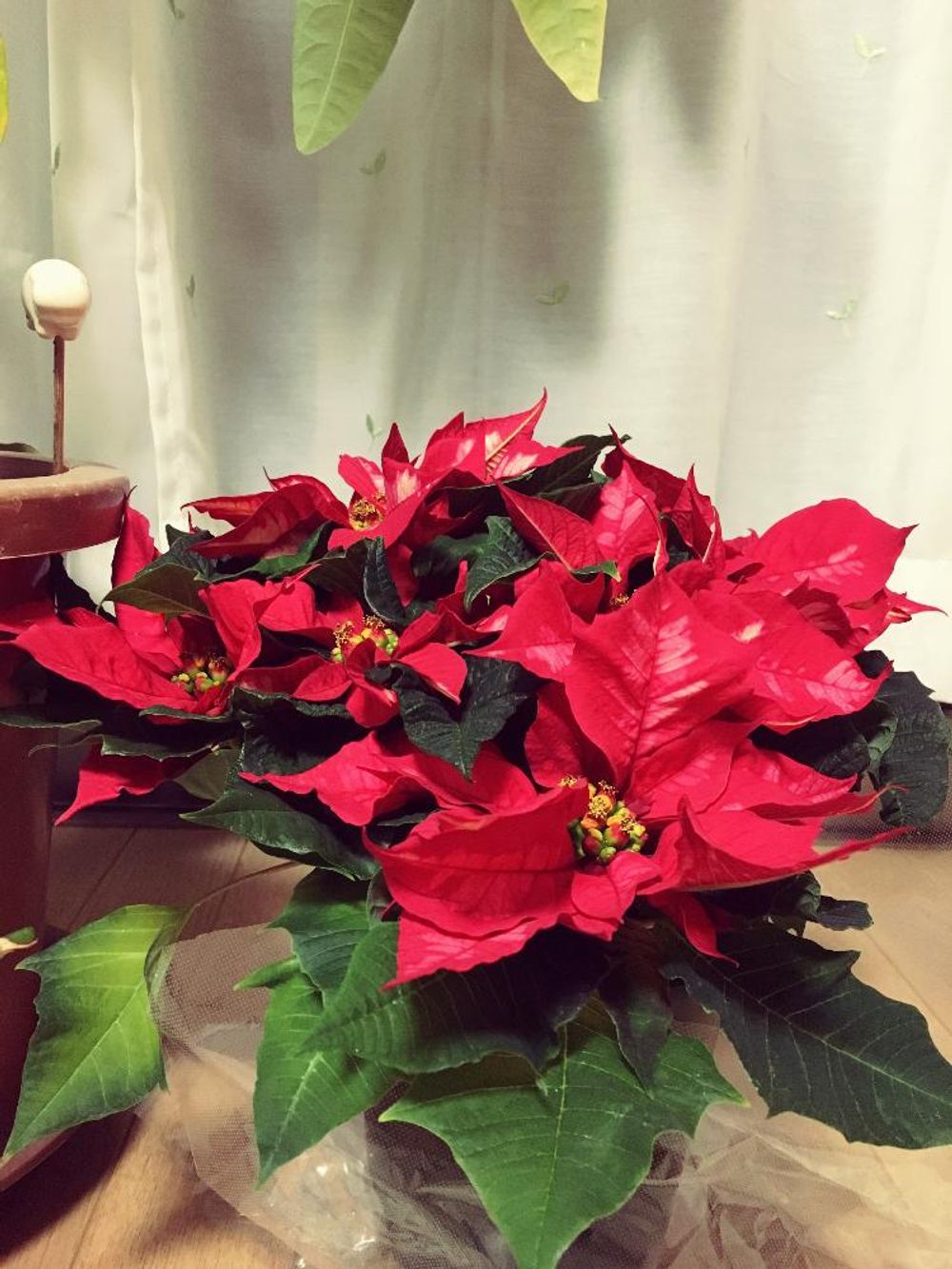 Photo by ぶぅコ＊さん