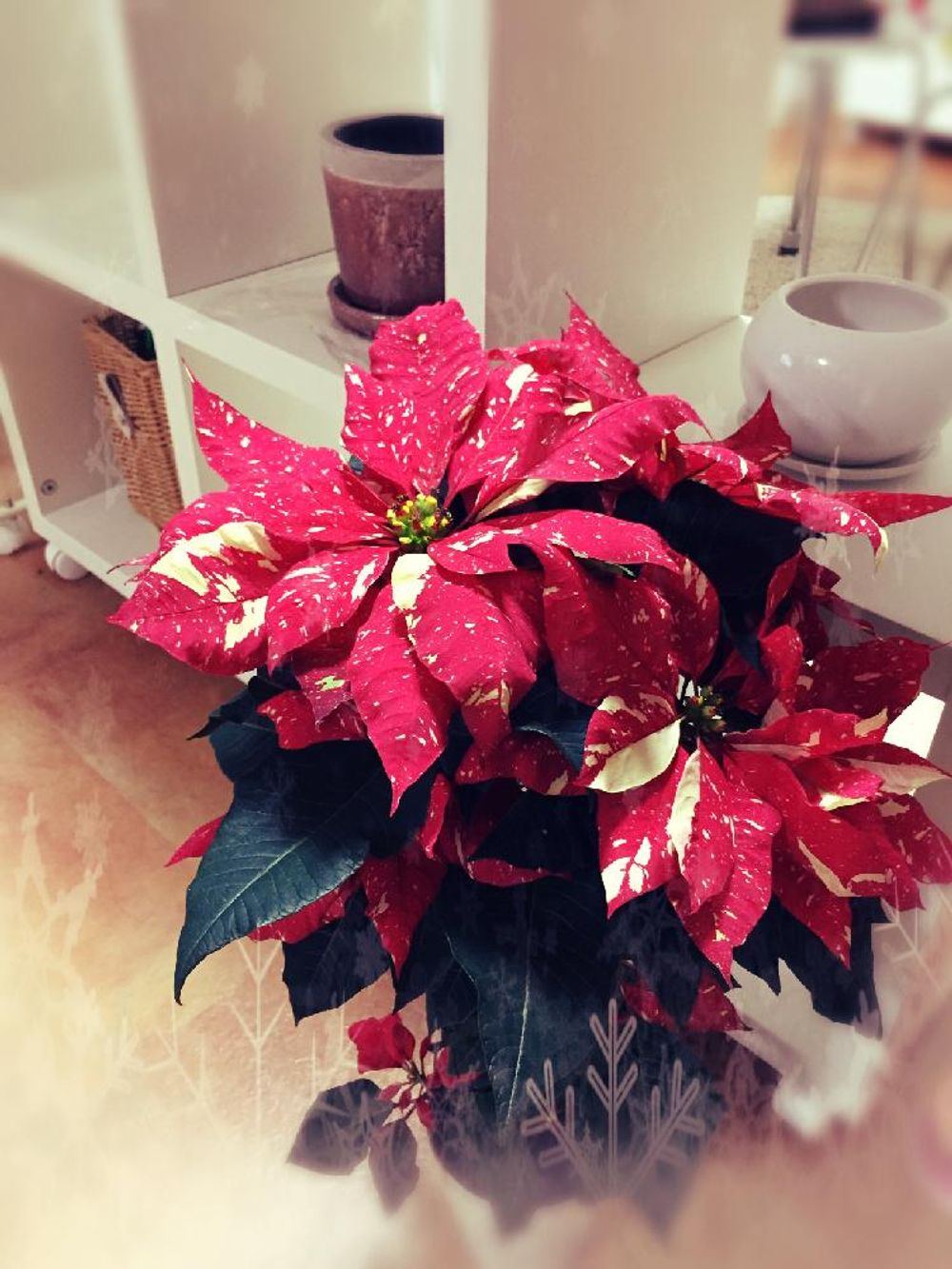 Photo by greenbirchさん