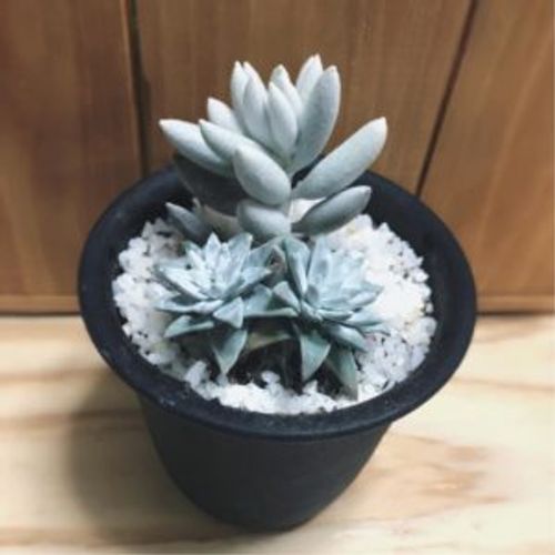 美しく気品のある姿をした 白い多肉植物3選 Greensnap グリーンスナップ