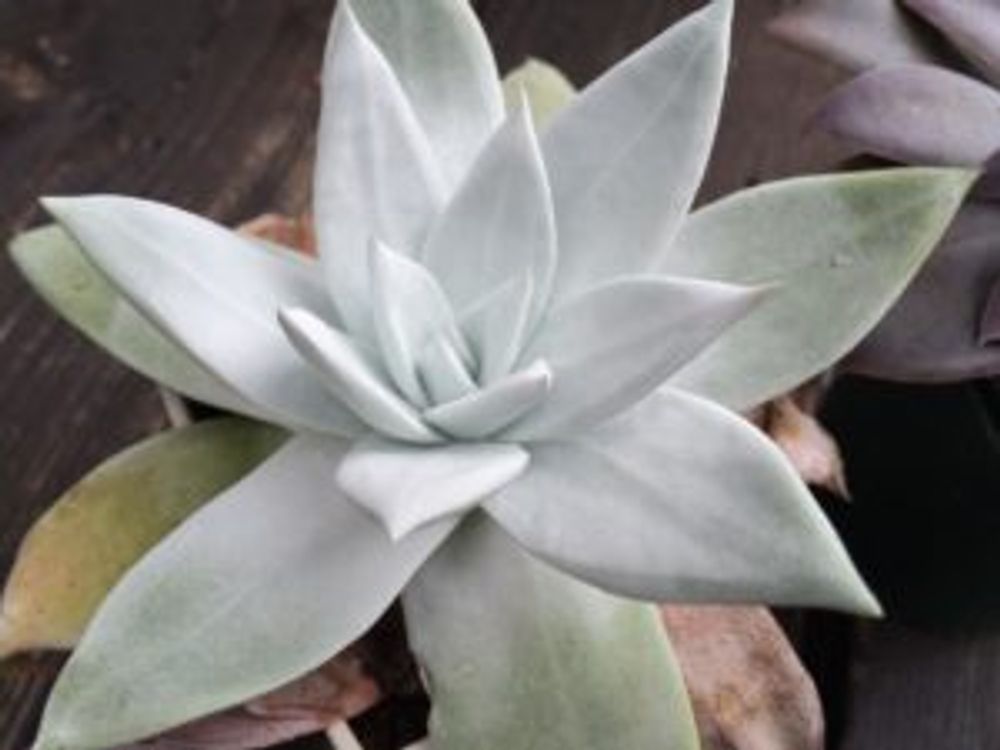 Photo by nokoさん@GreenSnap