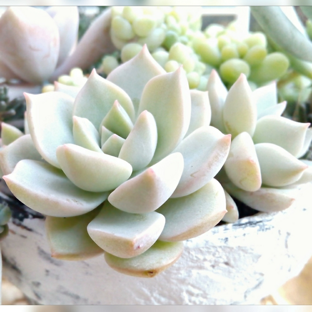 美しく気品のある姿をした 白い多肉植物3選 Greensnap グリーンスナップ