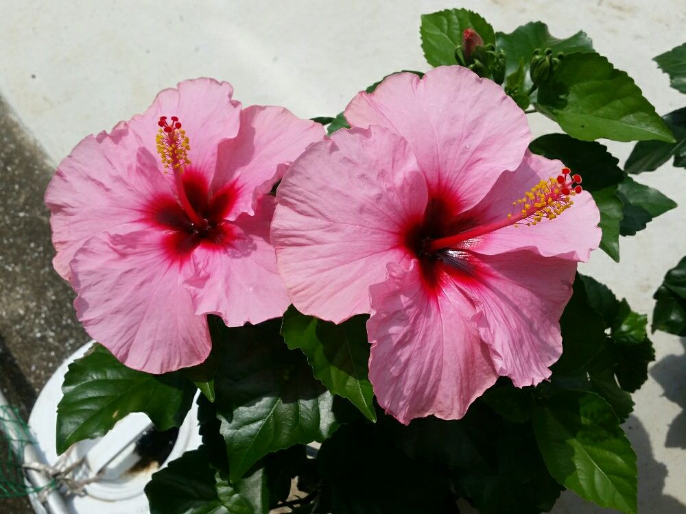 ハイビスカス　ピンク色の花