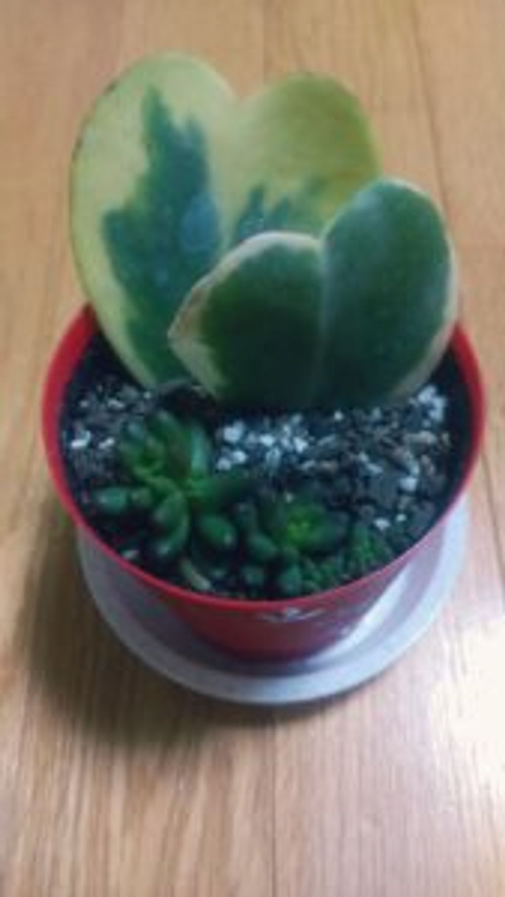 Photo by えみ姉さん@GreenSnap