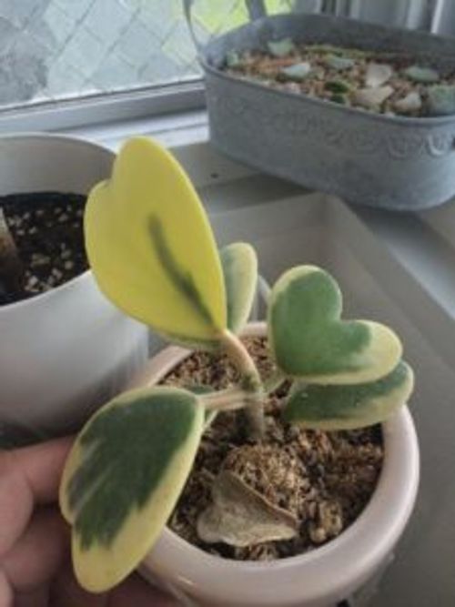 ラブラブハートの異名を持つ多肉植物のホヤ Greensnap グリーンスナップ ラブラブハートの異名を持つ多肉植物のホヤ Greensnap グリーンスナップ