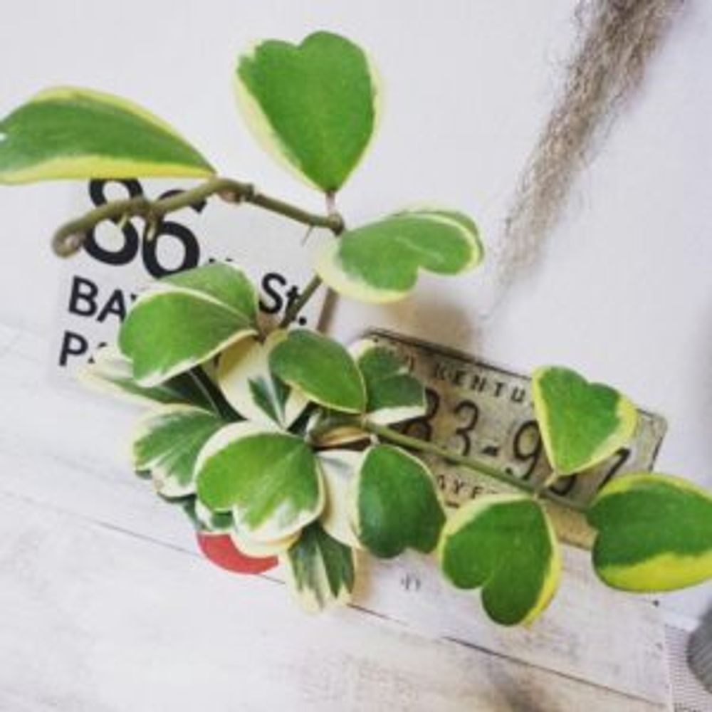 Photo by yucoさん@GreenSnap