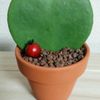 ラブラブハートの異名を持つ多肉植物のホヤの画像