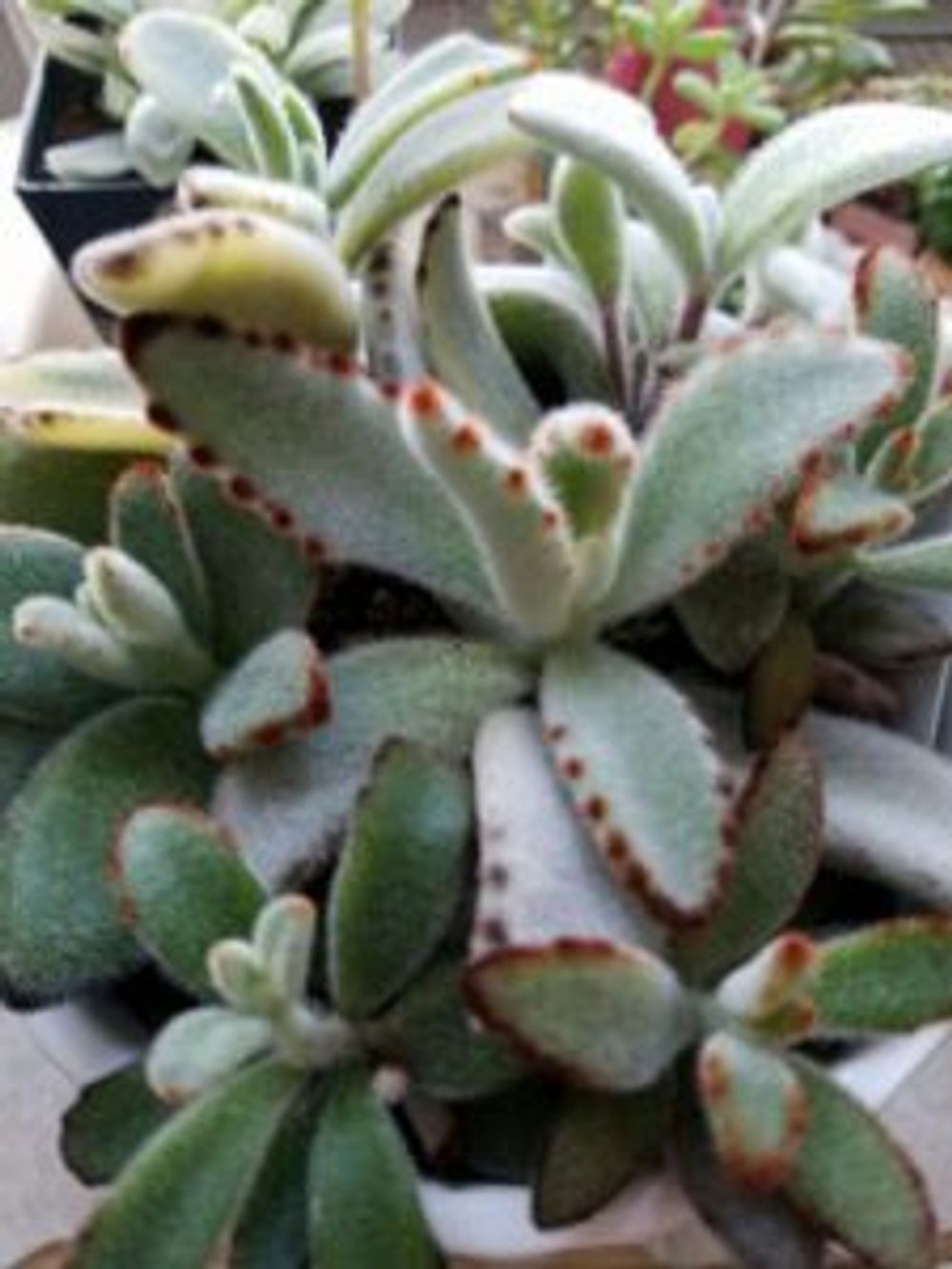 Photo by 藍さん@GreenSnap