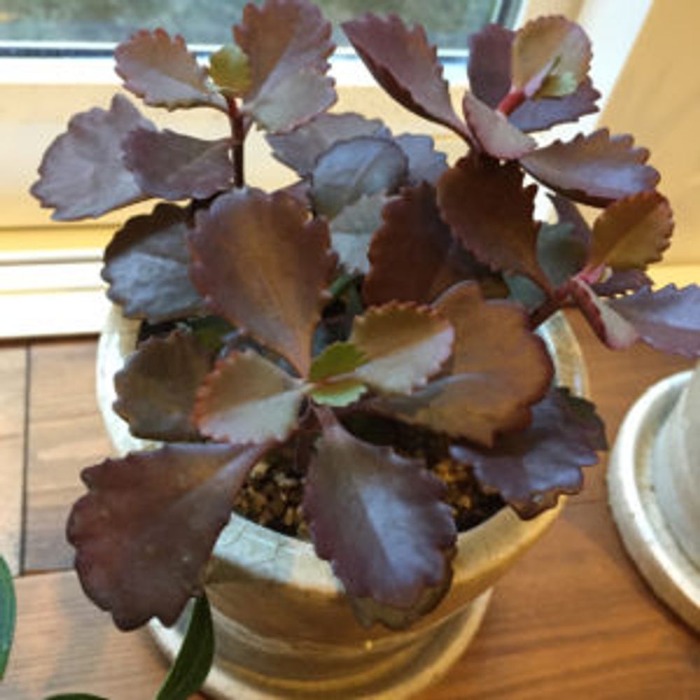 Photo by なみさん@GreenSnap