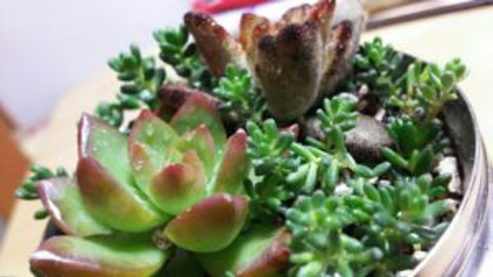 Photo by シマTさん@GreenSnap