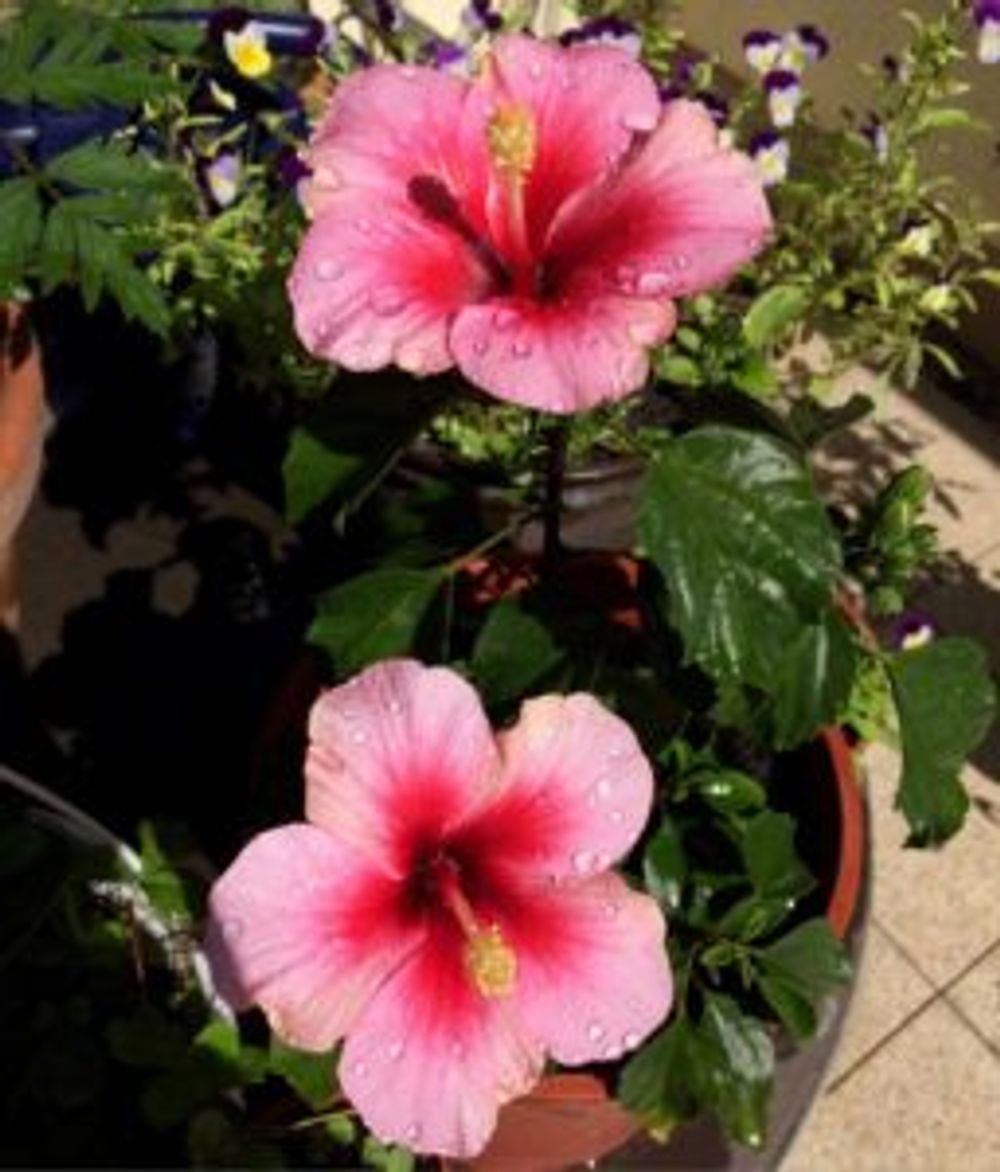 Photo by Mayunekoさん