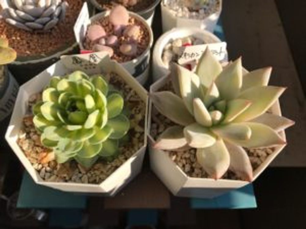 Photo by hanakita875 さん@GreenSnap