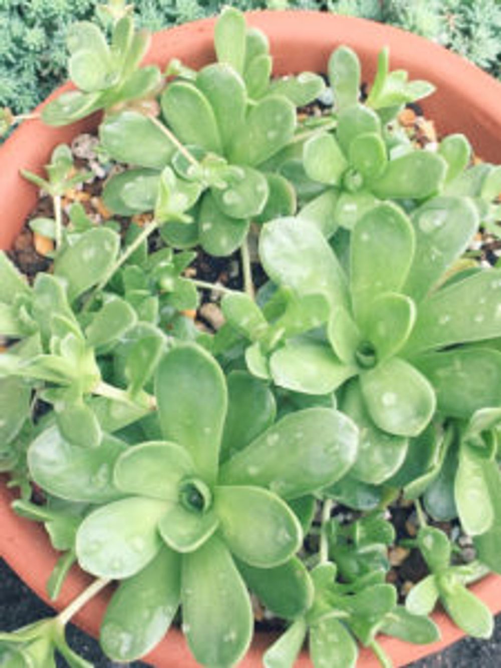 Photo by meguminさん@GreenSnap