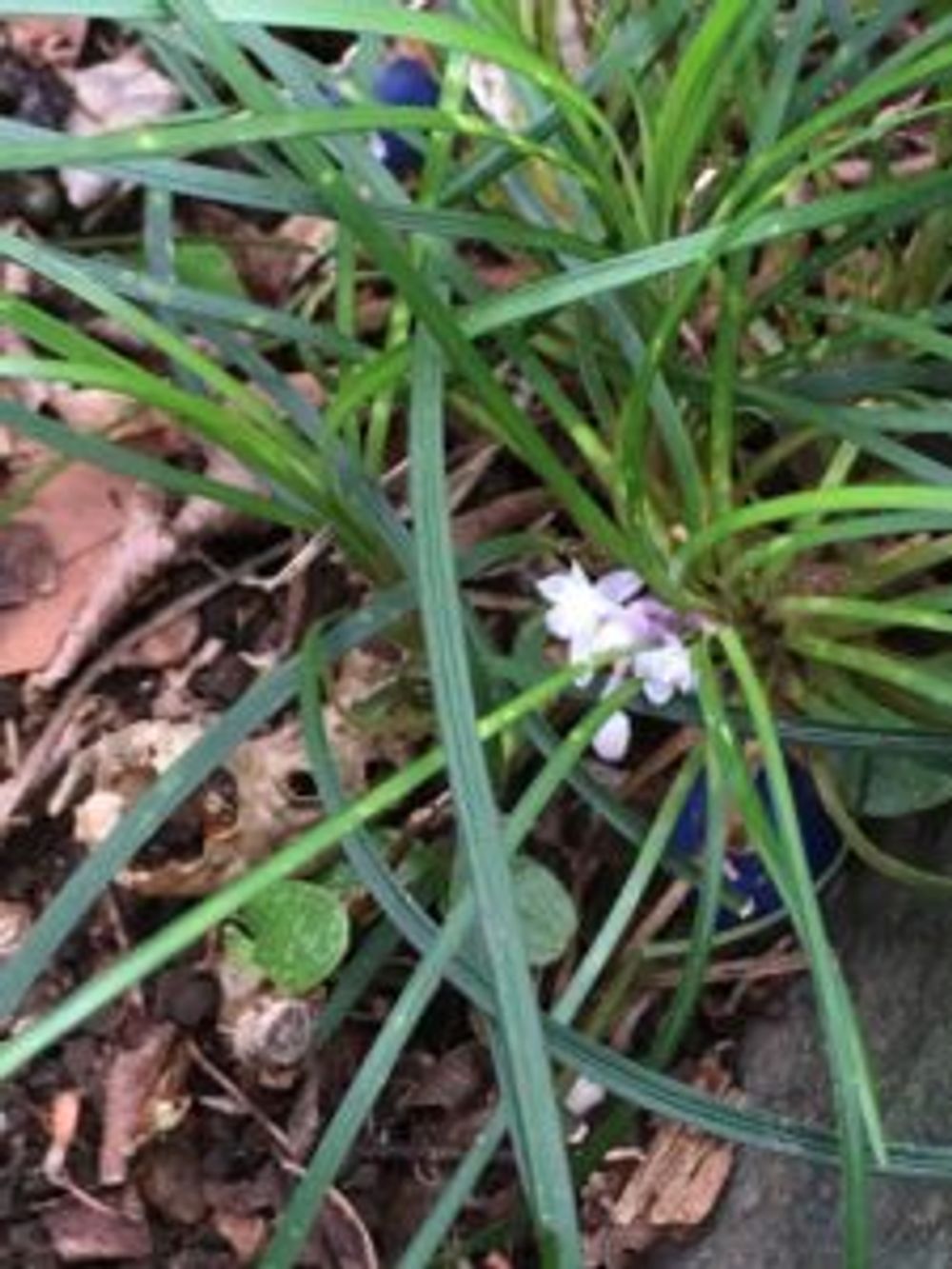 Photo by あおうみうしさん