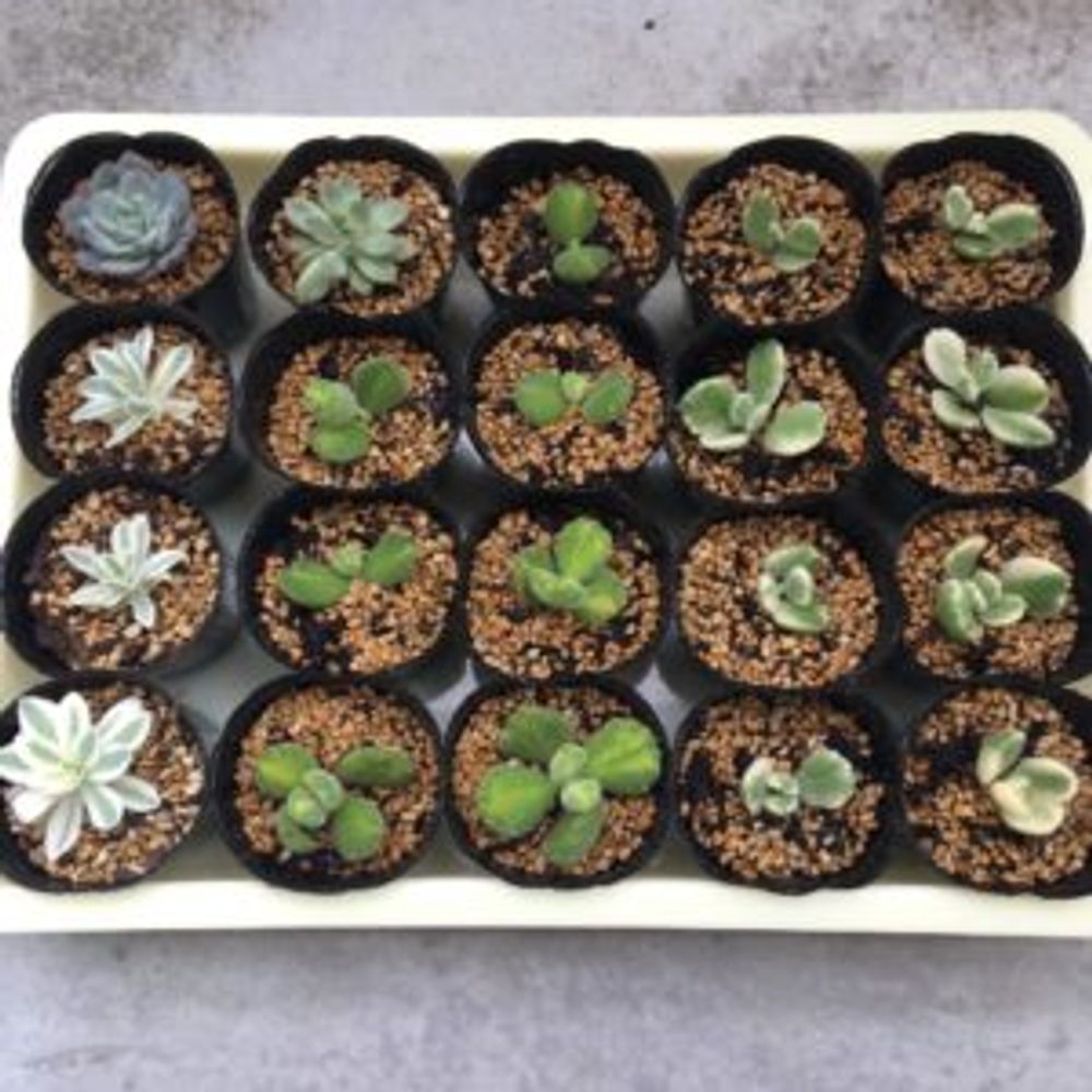 Photo by TMさん@GreenSnap