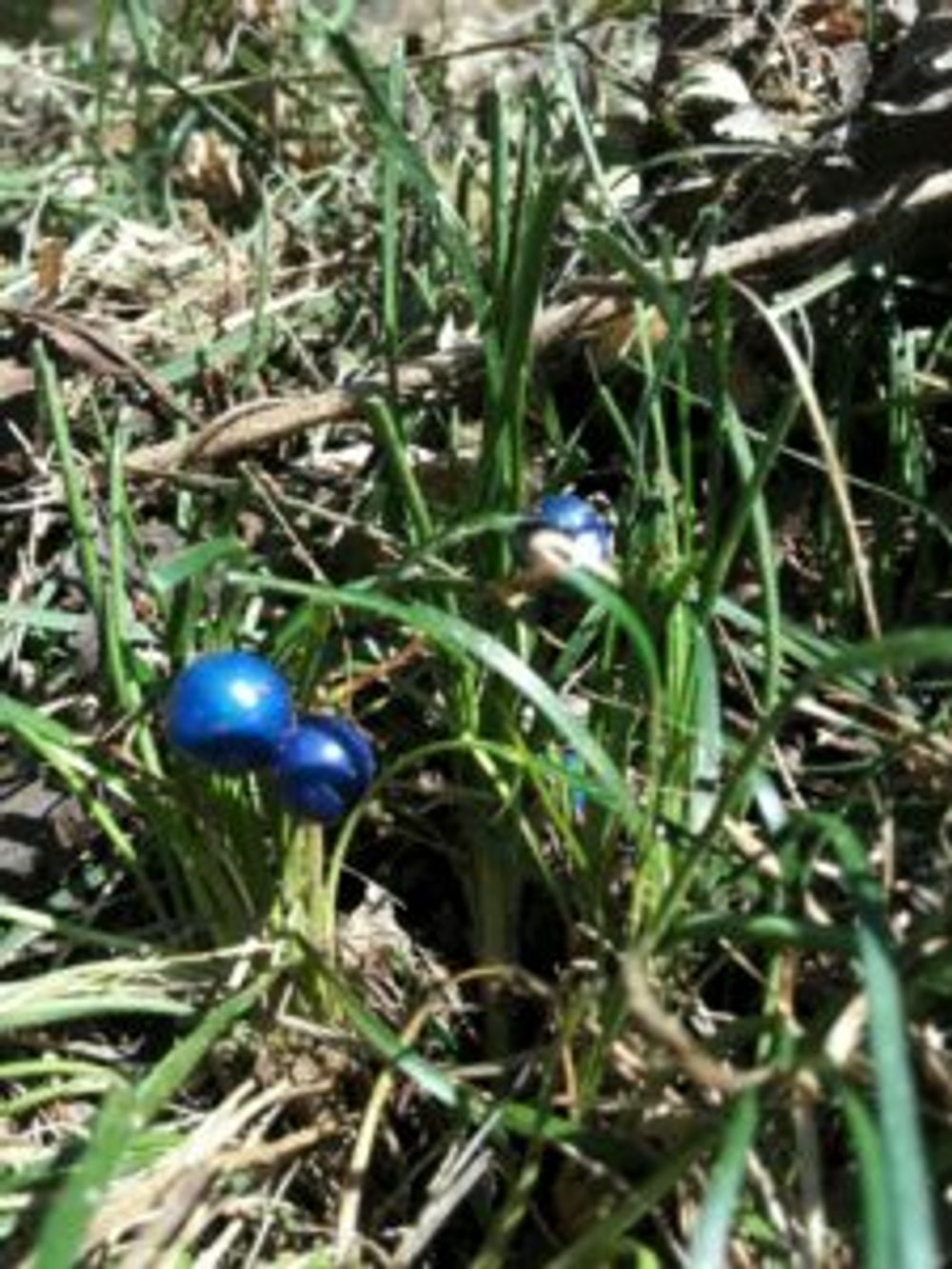 Photo by うさこさん