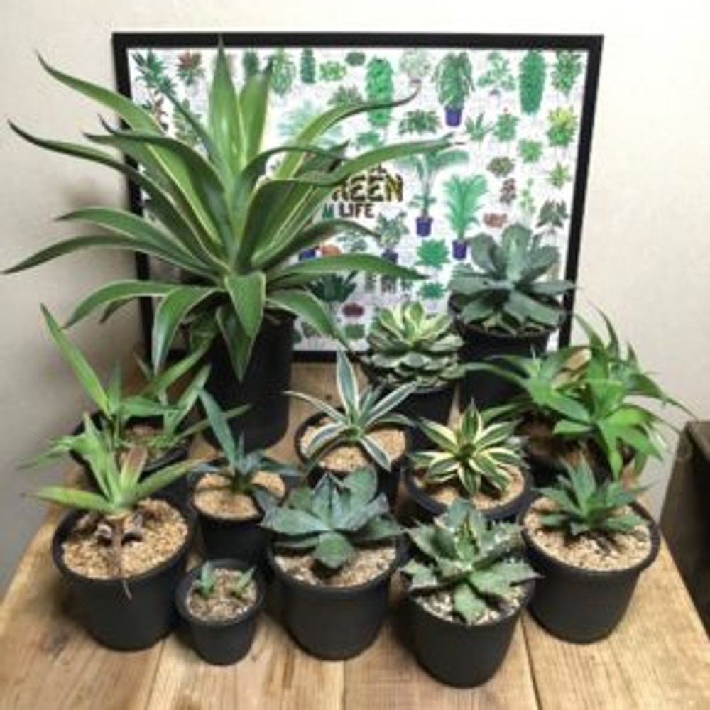 Photo by kisselさん@GreenSnap