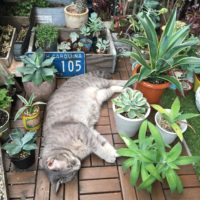 アガベの水やりはどうするの？アガベの正しい育て方の画像