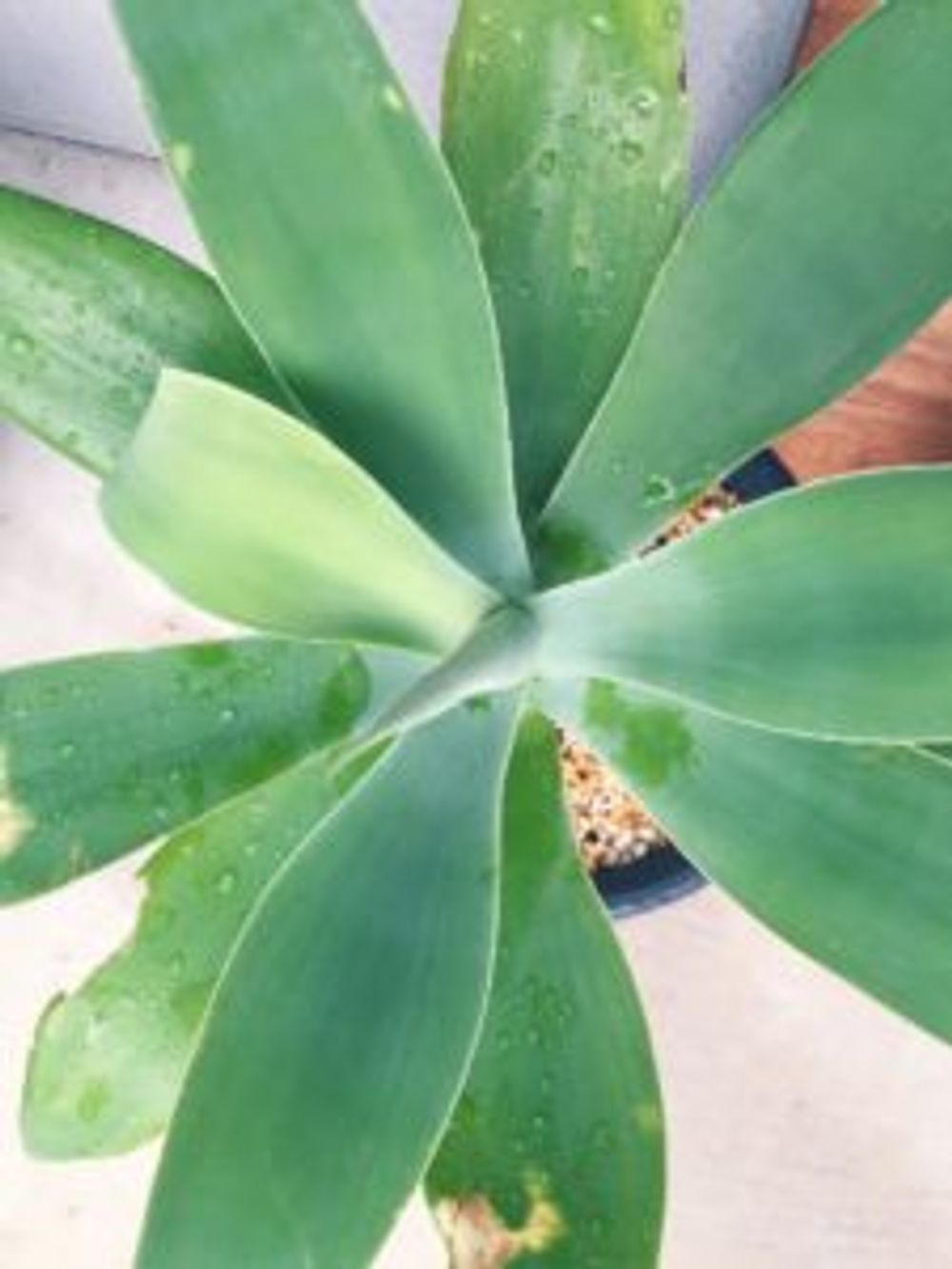 Photo by gswさん@GreenSnap