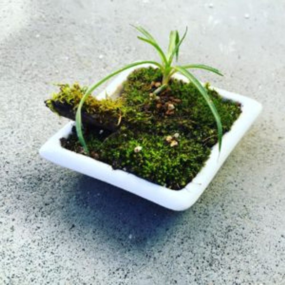 Photo by Nyarryさん