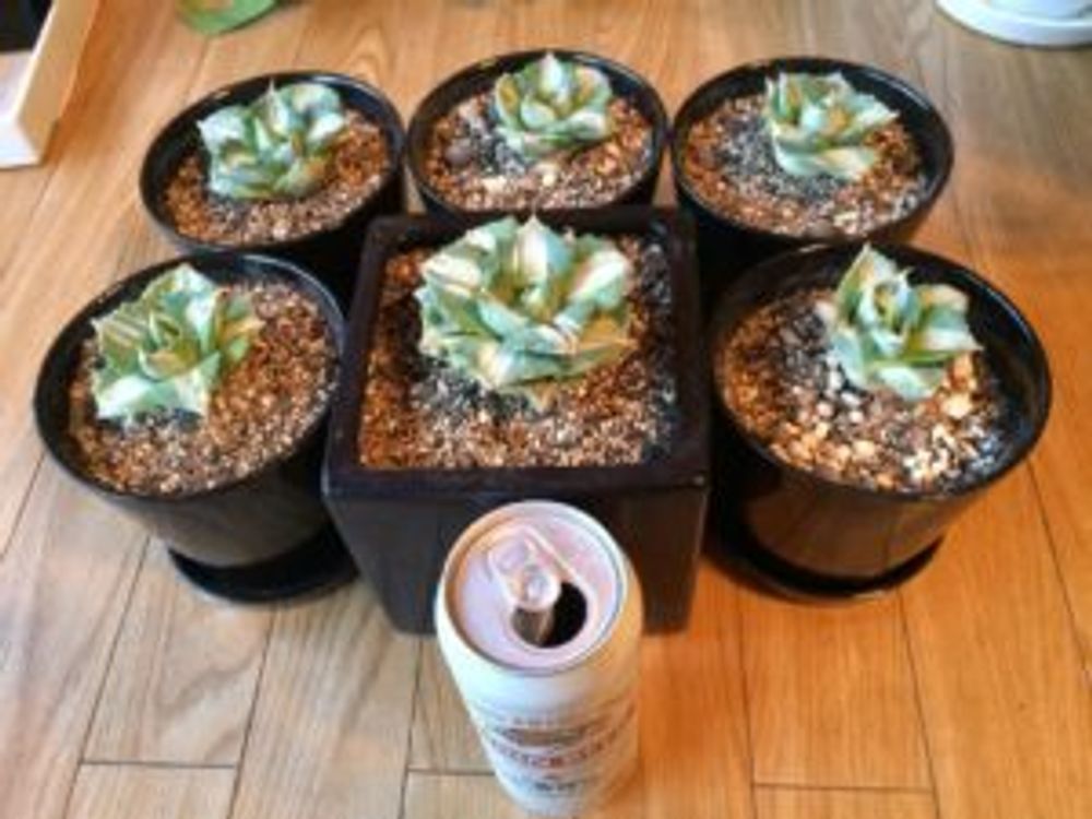 Photo by みぎよりだんでぃさん@GreenSnap